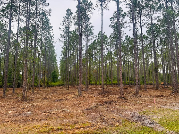 Crawford_Woods