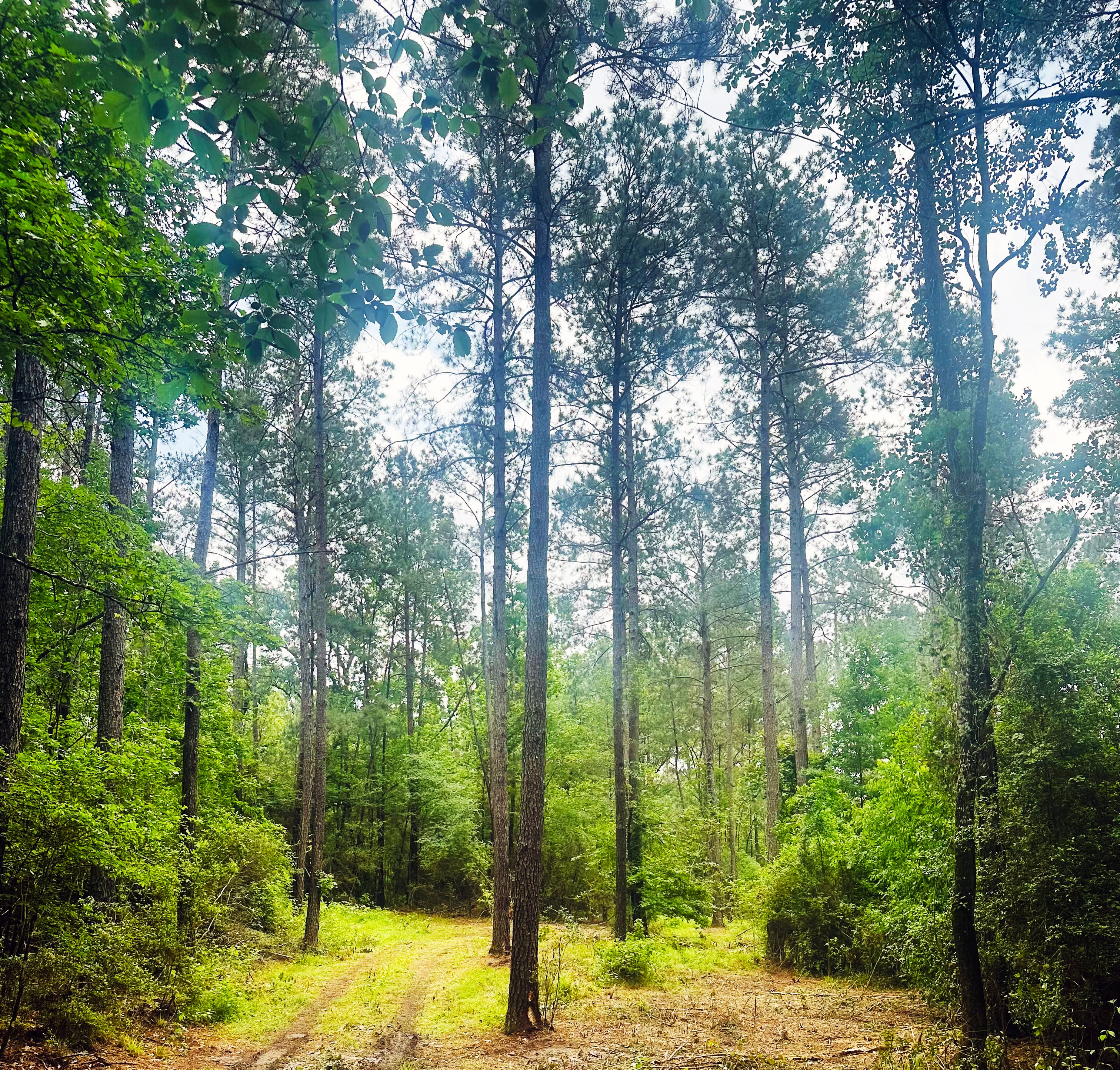 SkinnerCreek-Edited-Cropped